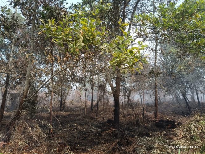 
Kebakaran Hutan dan Lahan di Kabupaten Kubu Raya