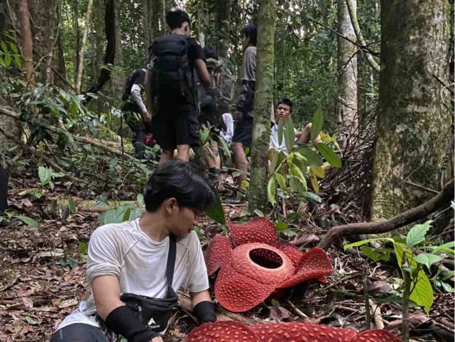 
					Dua Rafflesia Mekar di Gunung Bawang, Pendaki SEA Ketapang Saksi Momen Langka