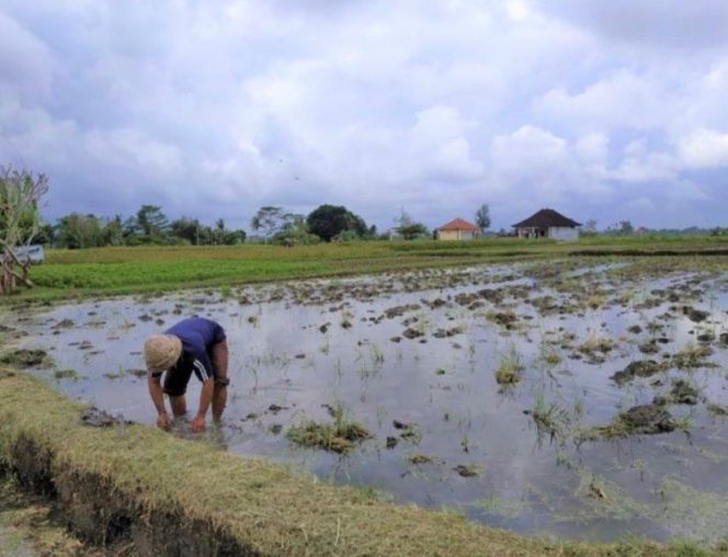 
Surplus Produksi, Defisit Kesejahteraan: Namun Petani Indonesia Tetap Kalah di Negeri Sendiri