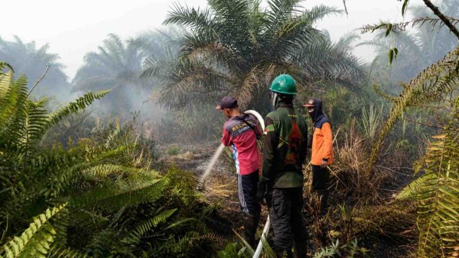 
Karhutla di Kubu Raya Masih Berlangsung, Petugas Berjibaku Padamkan Api di Rasau Jaya